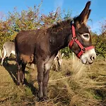 Апартаменты Hof Kricheleberg