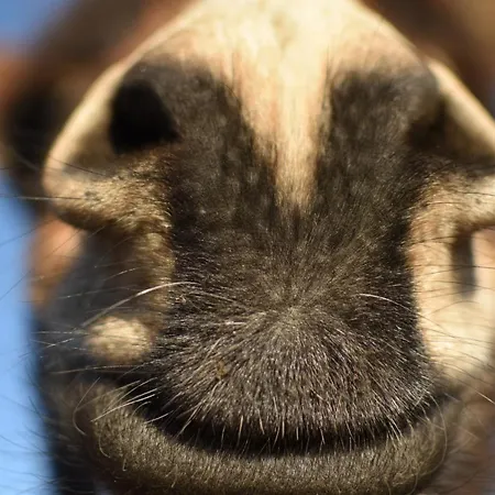 Hof Kricheleberg Daire Bocholtz