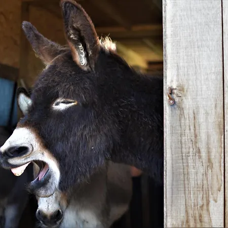 Hof Kricheleberg * Bocholtz