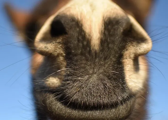 Hof Kricheleberg Lejlighed Bocholtz