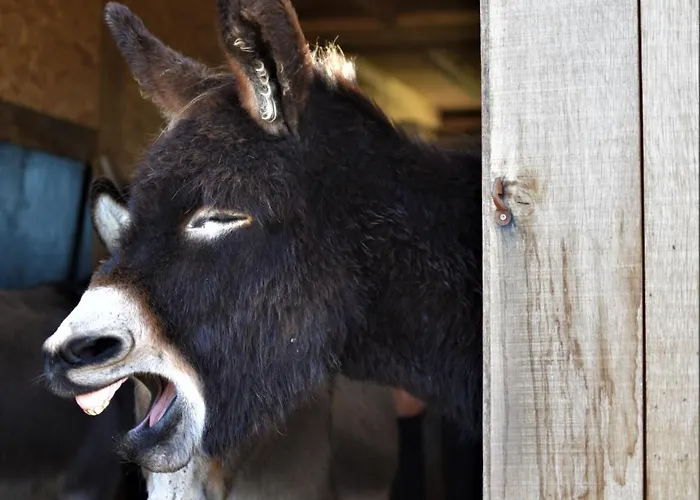 Hof Kricheleberg * Bocholtz