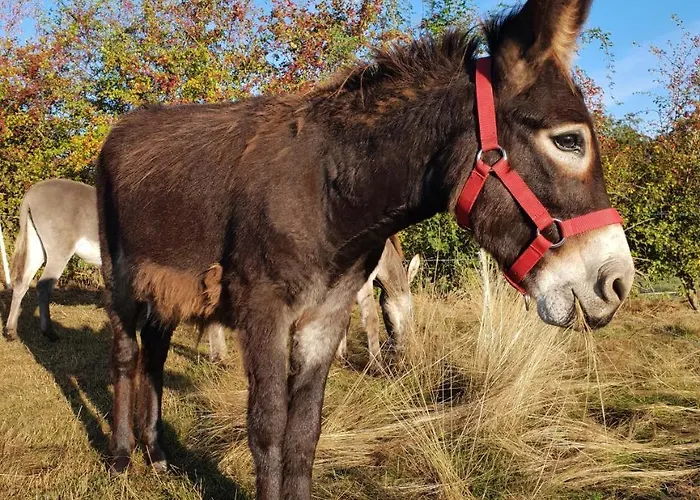 Daire Hof Kricheleberg