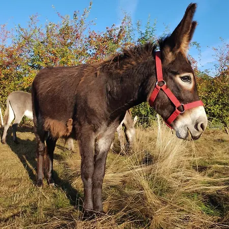아파트 Hof Kricheleberg